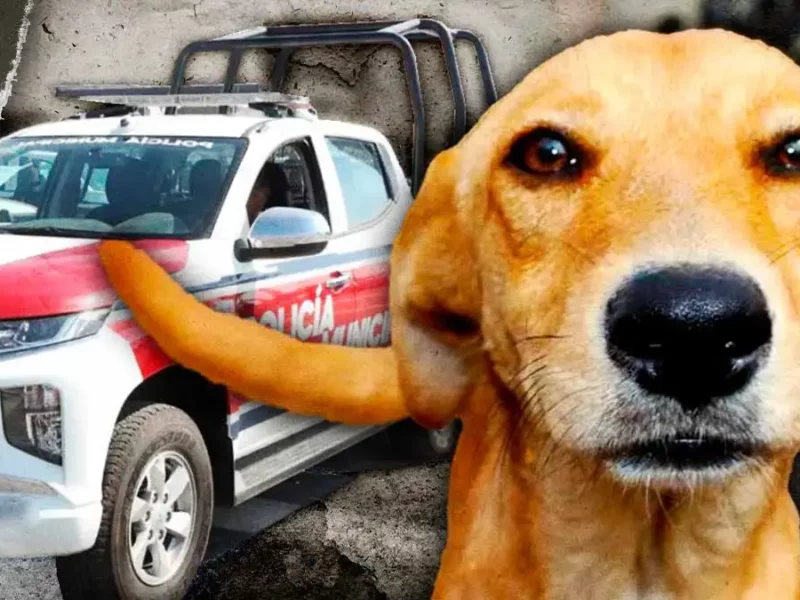 Denuncian a policías en Puebla por arrastrar a perro con su patrulla