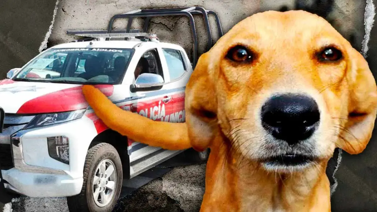 Denuncian a policías en Puebla por arrastrar a perro con su patrulla