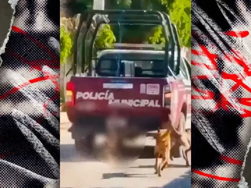 Ayuntamiento de Xochiltepec niega maltrato animal y asegura que perro arrastrado por policías ya estaba muerto