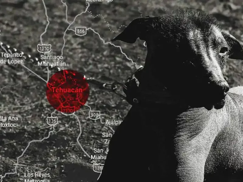 Ponen en libertad a hombre que mató a su perro a machetazos en Puebla