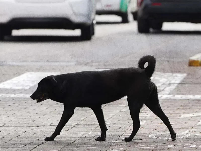 Académicos Upaep dan recomendaciones para proteger a los perros de las altas temperaturas en Puebla