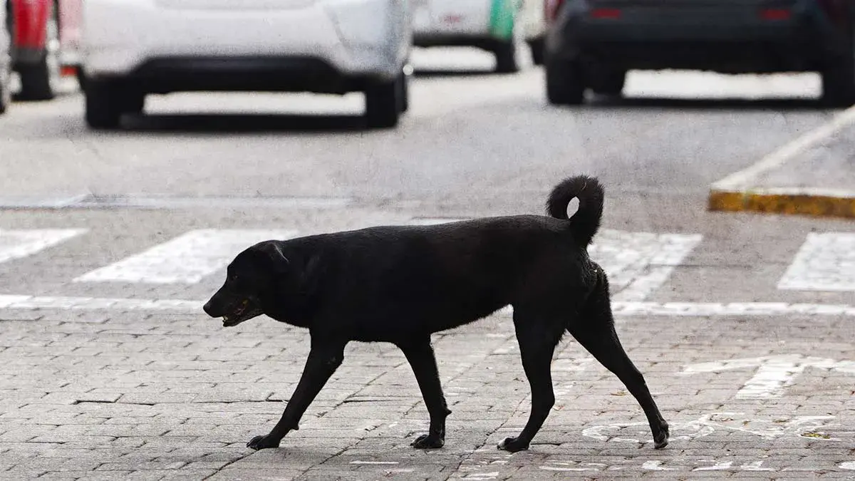 Académicos Upaep dan recomendaciones para proteger a los perros de las altas temperaturas en Puebla