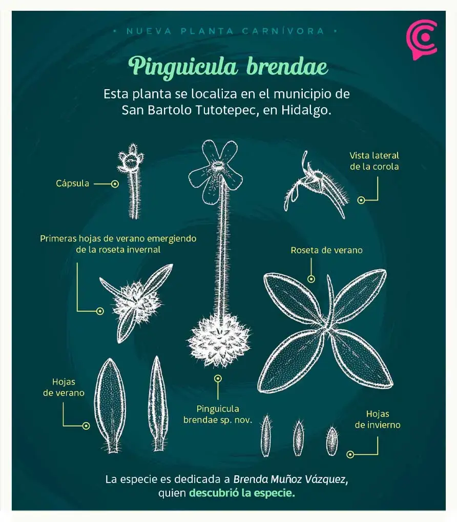 Investigadores de la BUAP descubren nueva especie de planta carnívora en Hidalgo