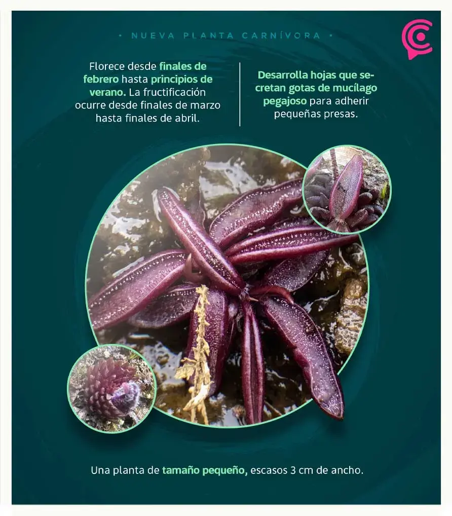 Investigadores de la BUAP descubren nueva especie de planta carnívora en Hidalgo
