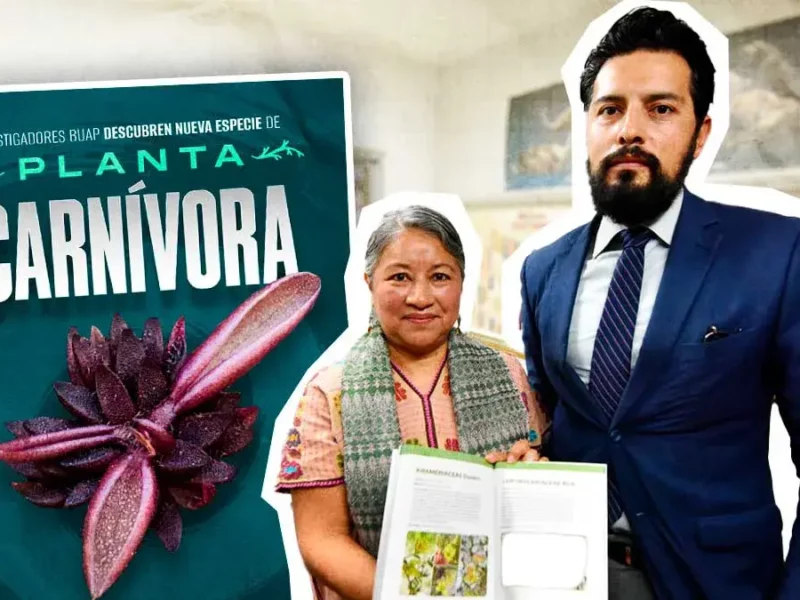 Investigadores de la BUAP descubren nueva especie de planta carnívora en Hidalgo 