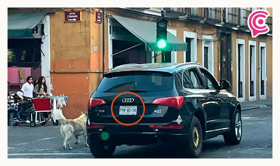 Denuncian presunto abandono de perros en el Centro Histórico de Puebla