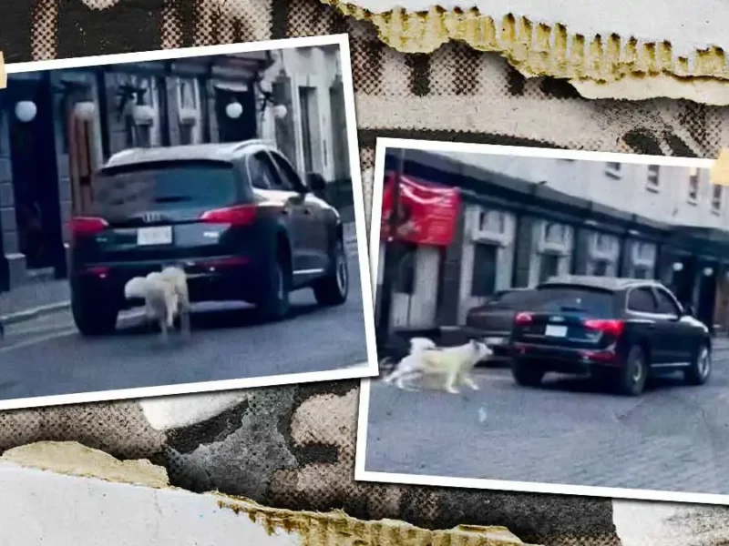 Denuncian presunto abandono de perros en el Centro Histórico de Puebla