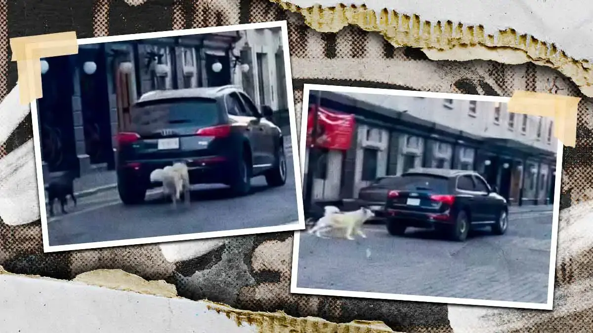 Denuncian presunto abandono de perros en el Centro Histórico de Puebla