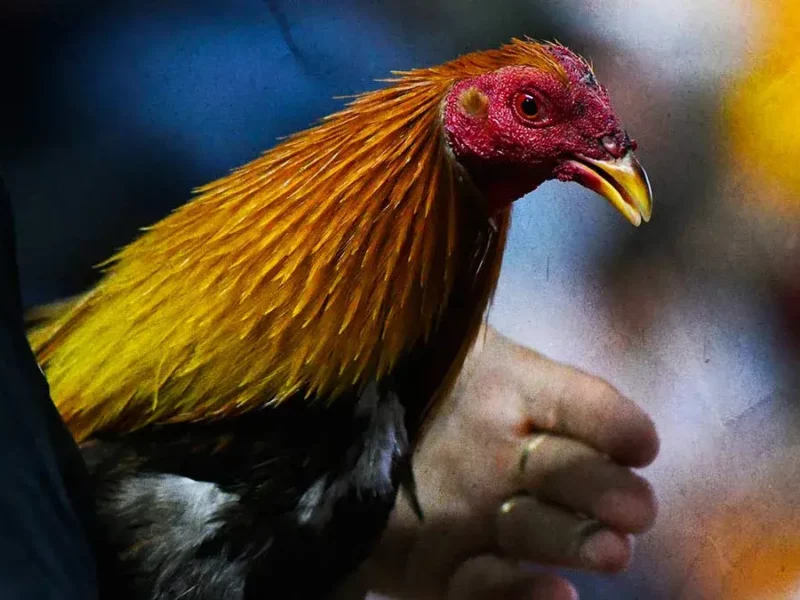 Bienestar Animal de Puebla cancela puerco encebado y peleas de gallos en San Jerónimo Xayacatlan