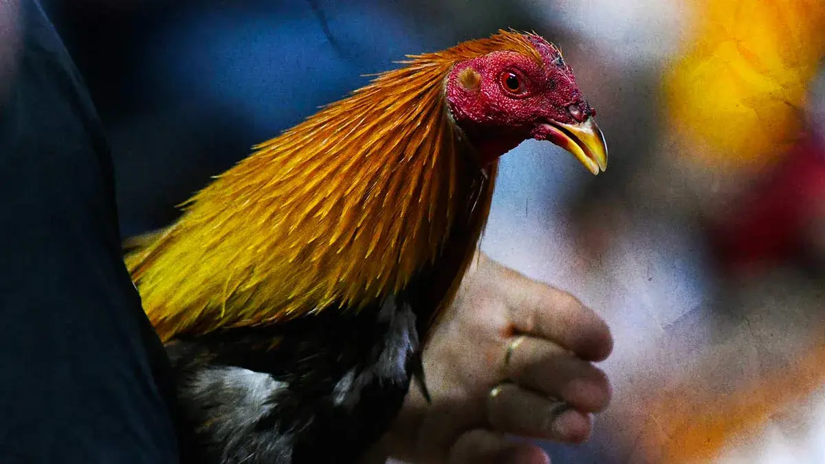 Bienestar Animal de Puebla cancela puerco encebado y peleas de gallos en San Jerónimo Xayacatlan
