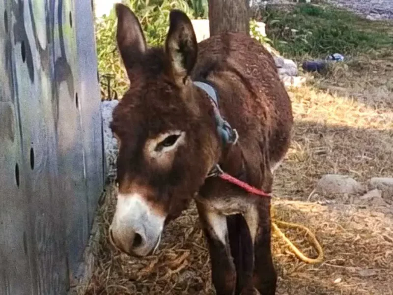 Cuacolandia rescata en pleno Día del Burro a ejemplar abandonado en calles de Puebla