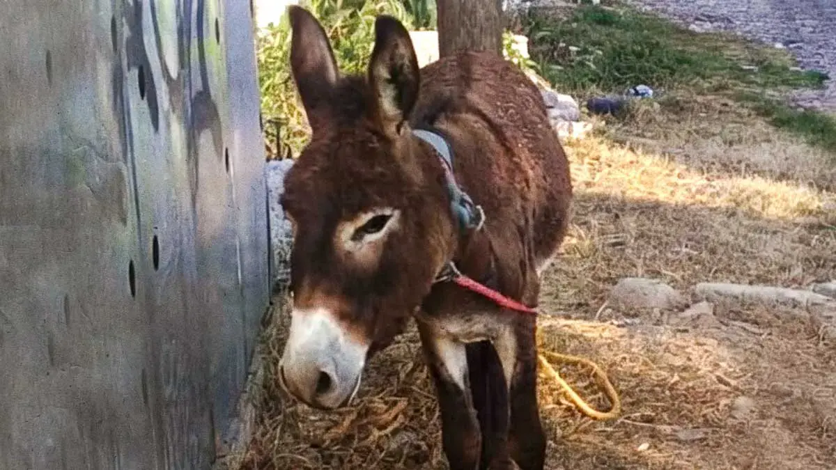 Cuacolandia rescata en pleno Día del Burro a ejemplar abandonado en calles de Puebla