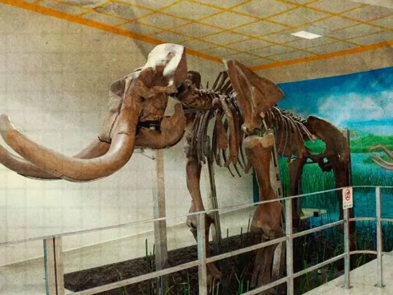 Mazapiltepec celebra centenario con construcción de su primer museo; exhibirán fósil de un mamut