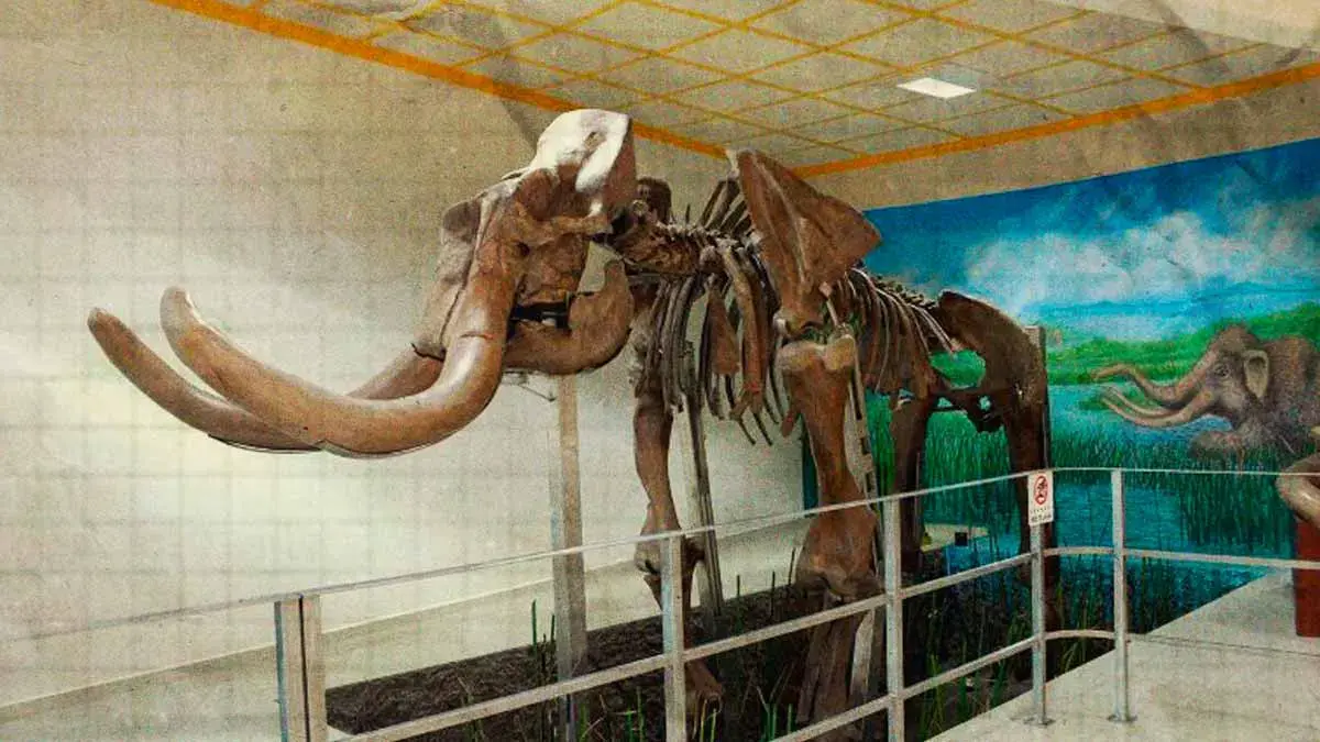 Mazapiltepec celebra centenario con construcción de su primer museo; exhibirán fósil de un mamut