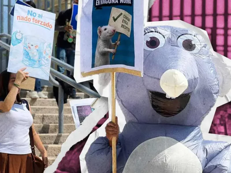 Animalistas de Puebla exigen frenar prueba de nado forzado en BUAP