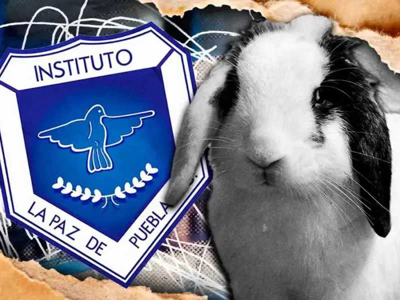 Denuncian al Instituto La Paz de Puebla por presunta crueldad animal en salón de clases