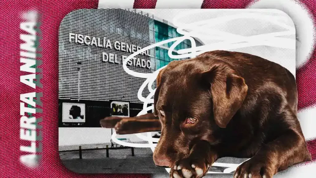 Fiscalía de Puebla registra alza en maltrato animal con nueve denuncias en cinco meses de 2026
