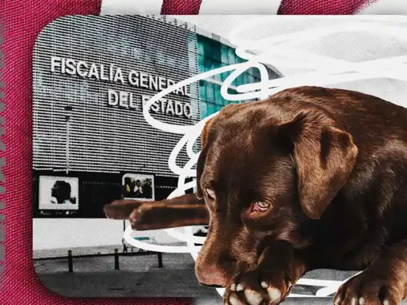 Fiscalía de Puebla registra alza en maltrato animal con nueve denuncias en cinco meses de 2026