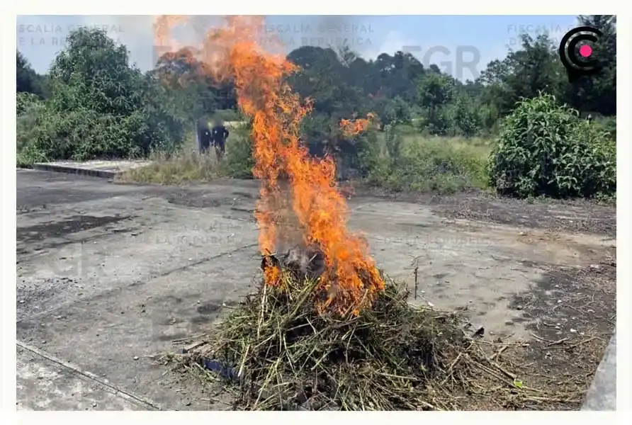 Destruyen 12 kilos de marihuana y amapola tras cateo en Atempan