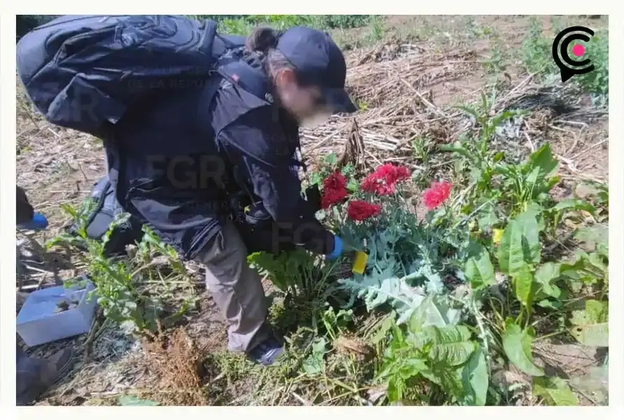 Destruyen 12 kilos de marihuana y amapola tras cateo en Atempan