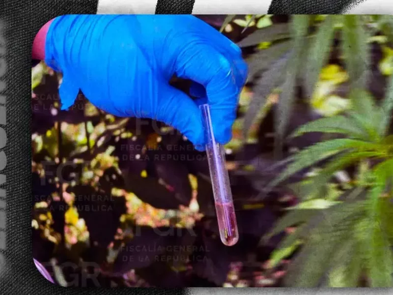 Destruyen 12 kilos de marihuana y amapola tras cateo en Atempan