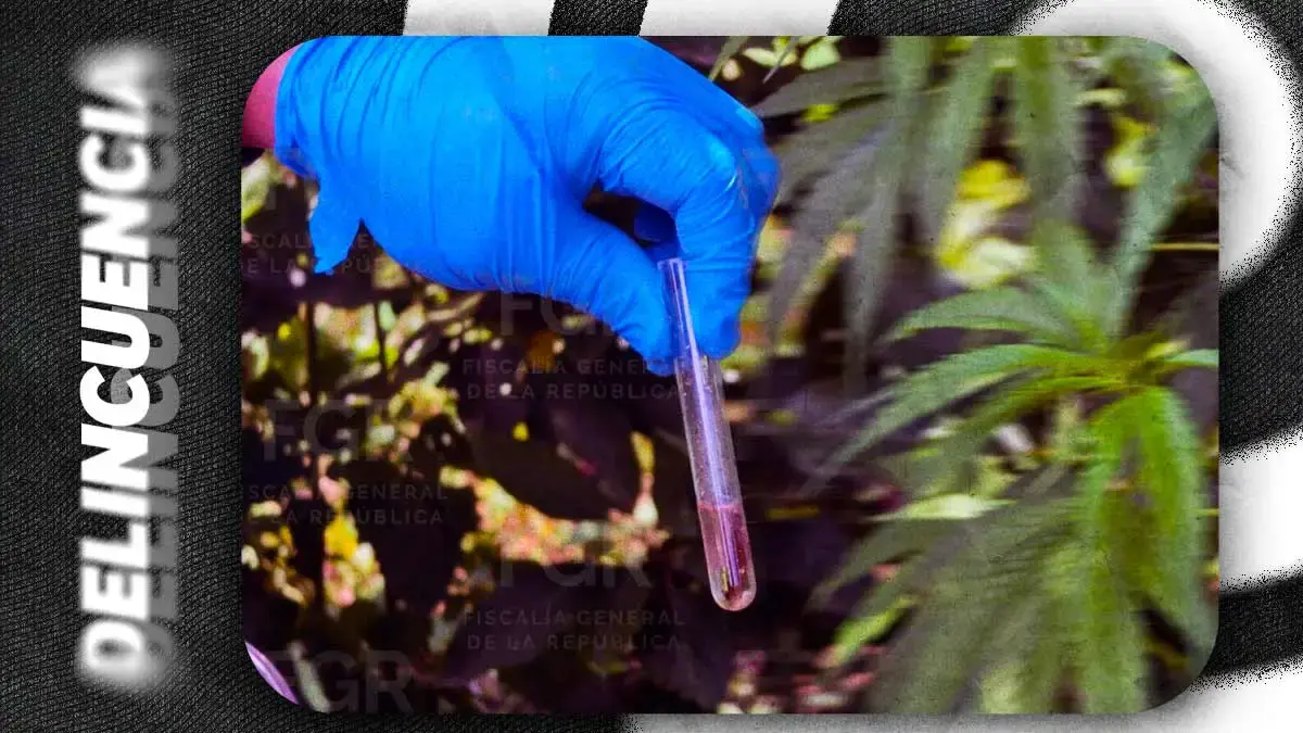 Destruyen 12 kilos de marihuana y amapola tras cateo en Atempan