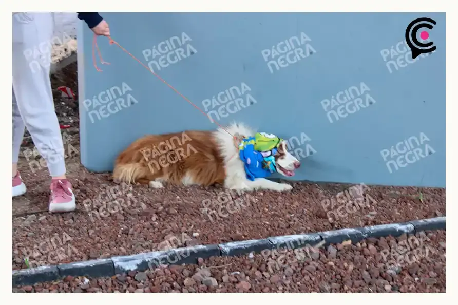 Tractocamión sufre volcadura y cae sobre dos autos en la México-Puebla; hay tres lesionados