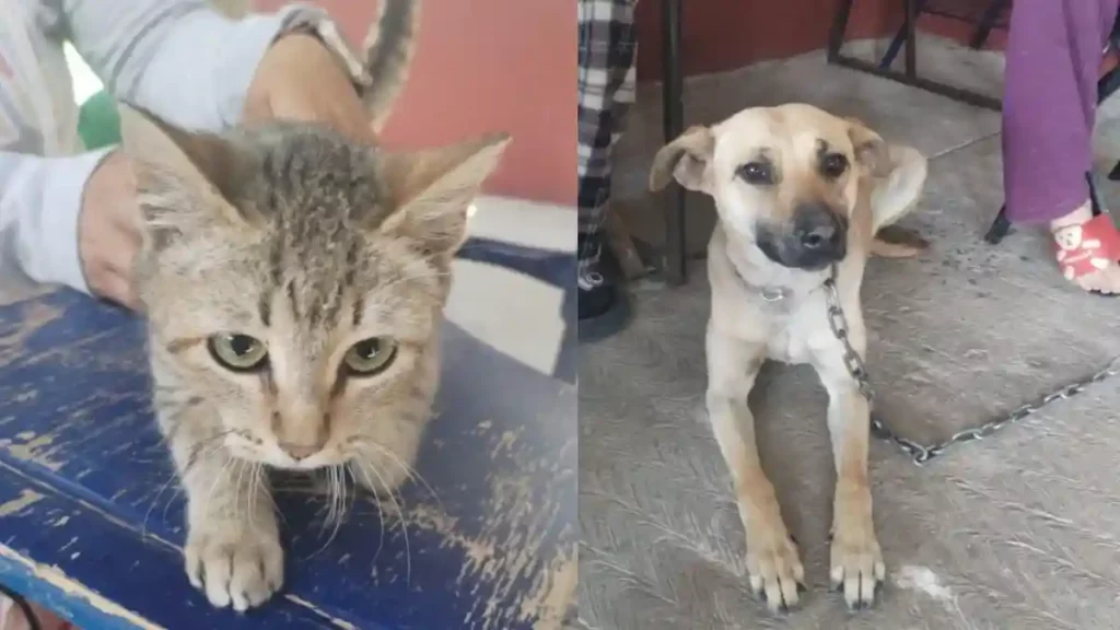 Amar es esterilizar: Ariadna Ayala promueve jornada de cuidado animal en Atlixco