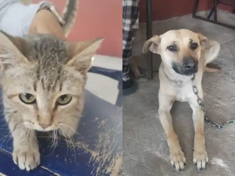 Amar es esterilizar: Ariadna Ayala promueve jornada de cuidado animal en Atlixco