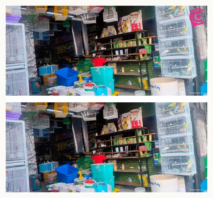 Denuncian maltrato animal de aves en la tienda “El Perico Store” de Puebla