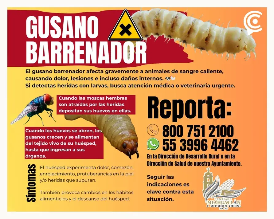 Reportan casos de gusano barrenador en mascotas de Miahuatlán y Chapulco, Puebla