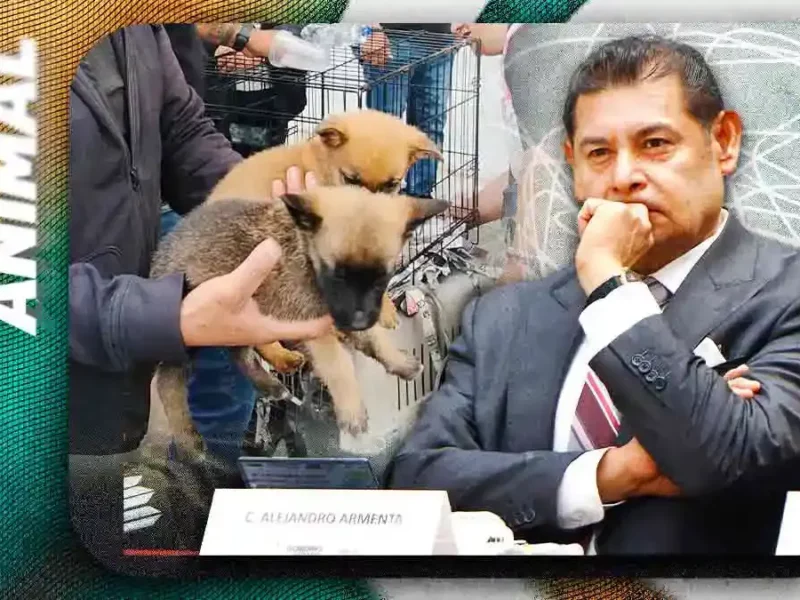 Alejandro Armenta urge al Congreso de Puebla prohibir la venta de animales