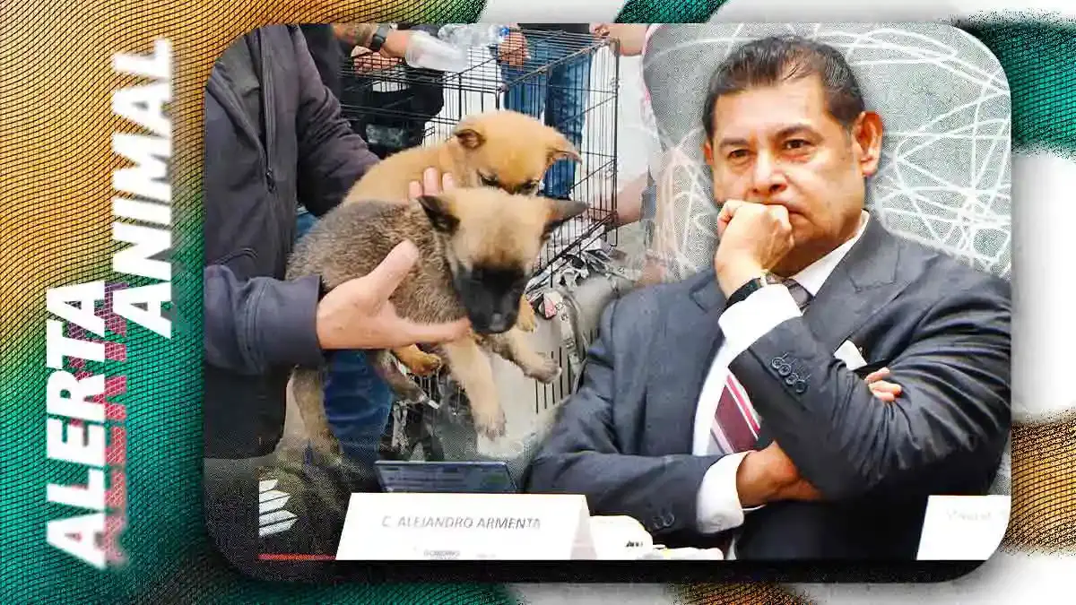 Alejandro Armenta urge al Congreso de Puebla prohibir la venta de animales