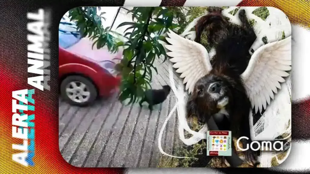 Fiscalía de Puebla investiga a policía de Zacatlán por atropellar intencionalmente a perrita "Goma"