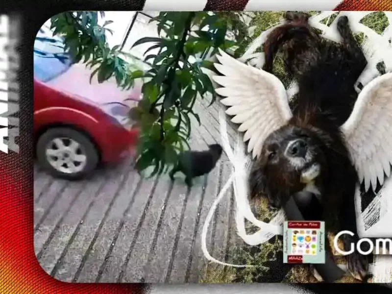 Fiscalía de Puebla investiga a policía de Zacatlán por atropellar intencionalmente a perrita "Goma"