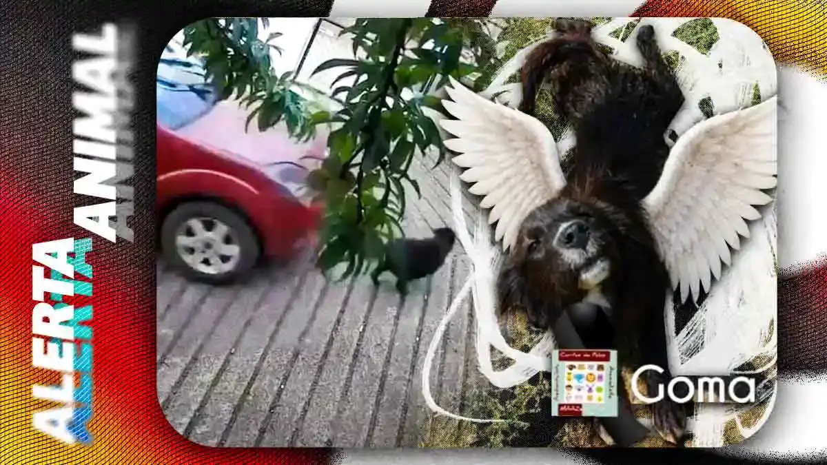 Fiscalía de Puebla investiga a policía de Zacatlán por atropellar intencionalmente a perrita "Goma"