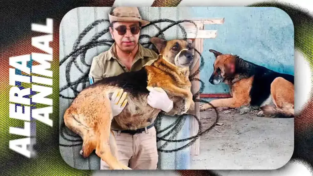 Detectan primer caso de gusano barrenador en Puebla capital; sacrifican a perrita embarazada que era portadora