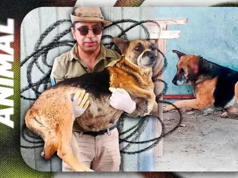 Detectan primer caso de gusano barrenador en Puebla capital; sacrifican a perrita embarazada que era portadora