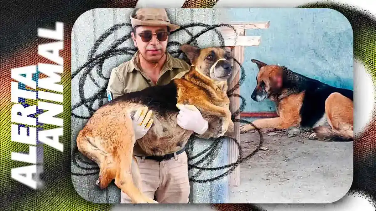 Detectan primer caso de gusano barrenador en Puebla capital; sacrifican a perrita embarazada que era portadora