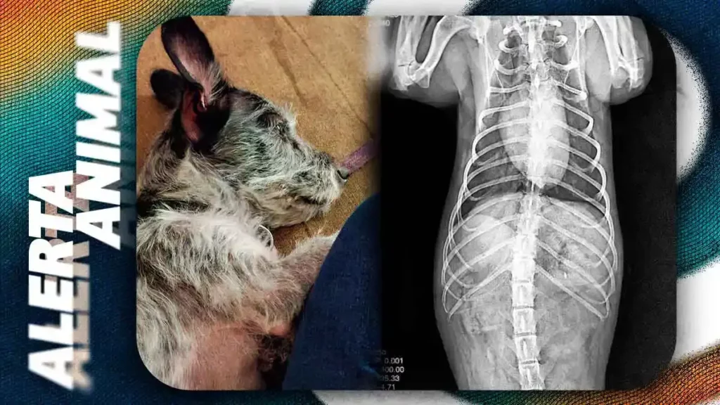 Conductor atropelló y mató a perrita en Puebla
