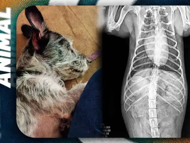 Conductor atropelló y mató a perrita en Puebla