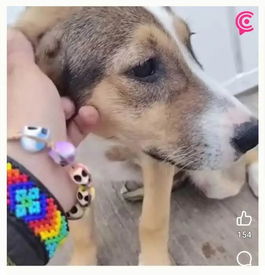 Abandonan a cachorrita frente a refugio en Puebla; rescatistas buscan al responsable