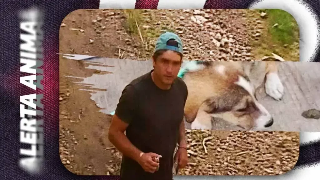 Abandonan a cachorrita frente a refugio en Puebla; rescatistas buscan al responsable