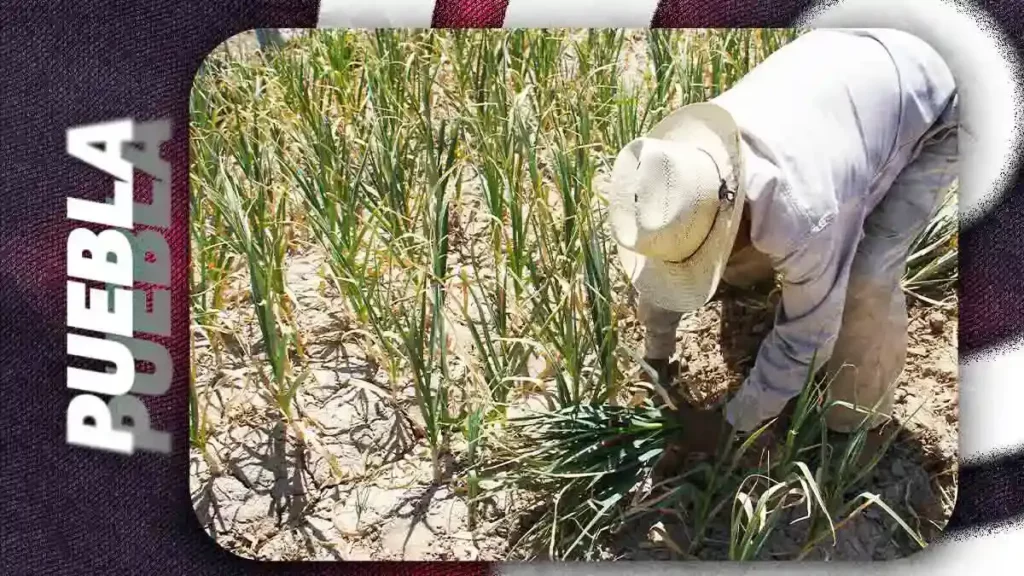 Lluvias de mayo 2026 dañaron más de mil 500 hectáreas de hortalizas en Puebla: Agricultura