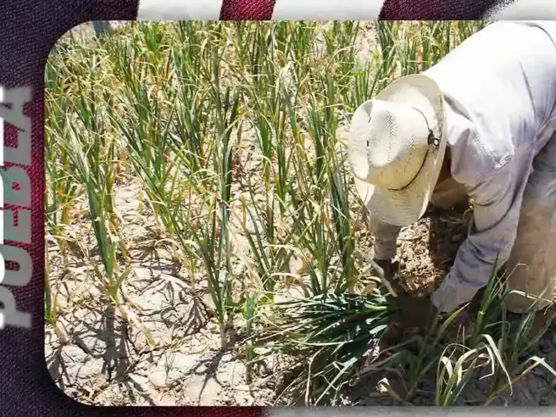 Lluvias de mayo 2026 dañaron más de mil 500 hectáreas de hortalizas en Puebla: Agricultura