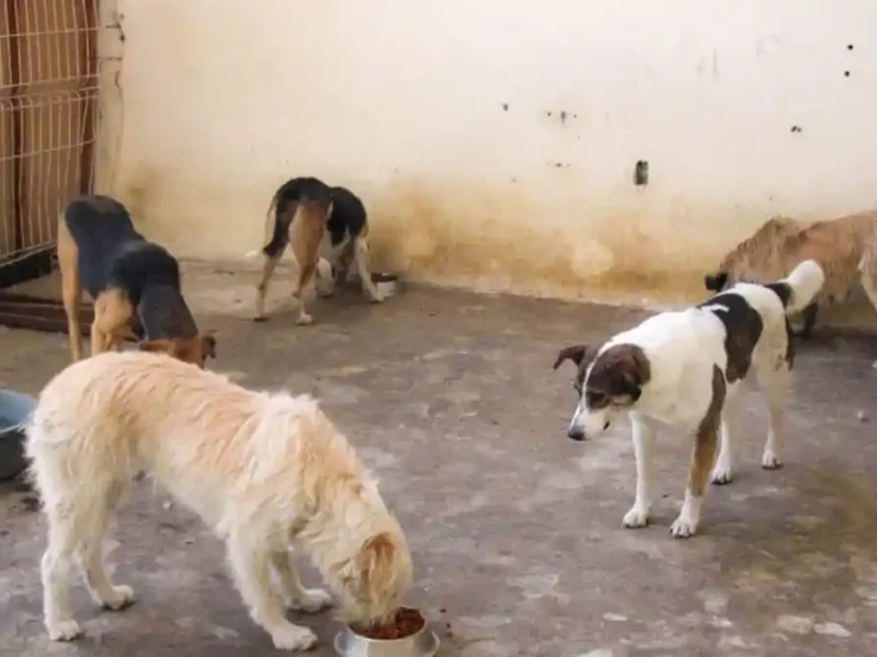 Roberto Solís inicia protocolo de resguardo y adopción para perritos comunitarios del zócalo de Huejotzingo