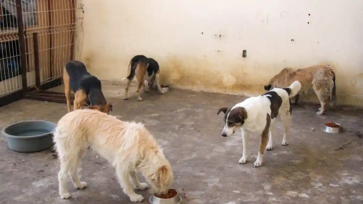 Roberto Solís inicia protocolo de resguardo y adopción para perritos comunitarios del zócalo de Huejotzingo