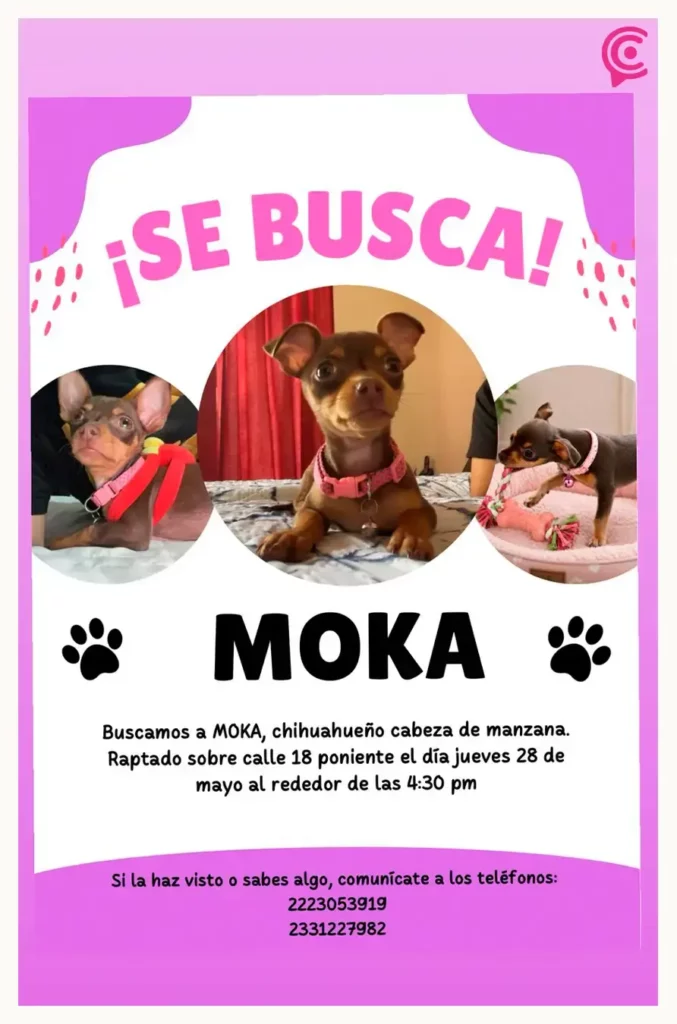 Dueña de Moka recibe llamadas de extorsión tras desaparición de su chihuahua en Puebla