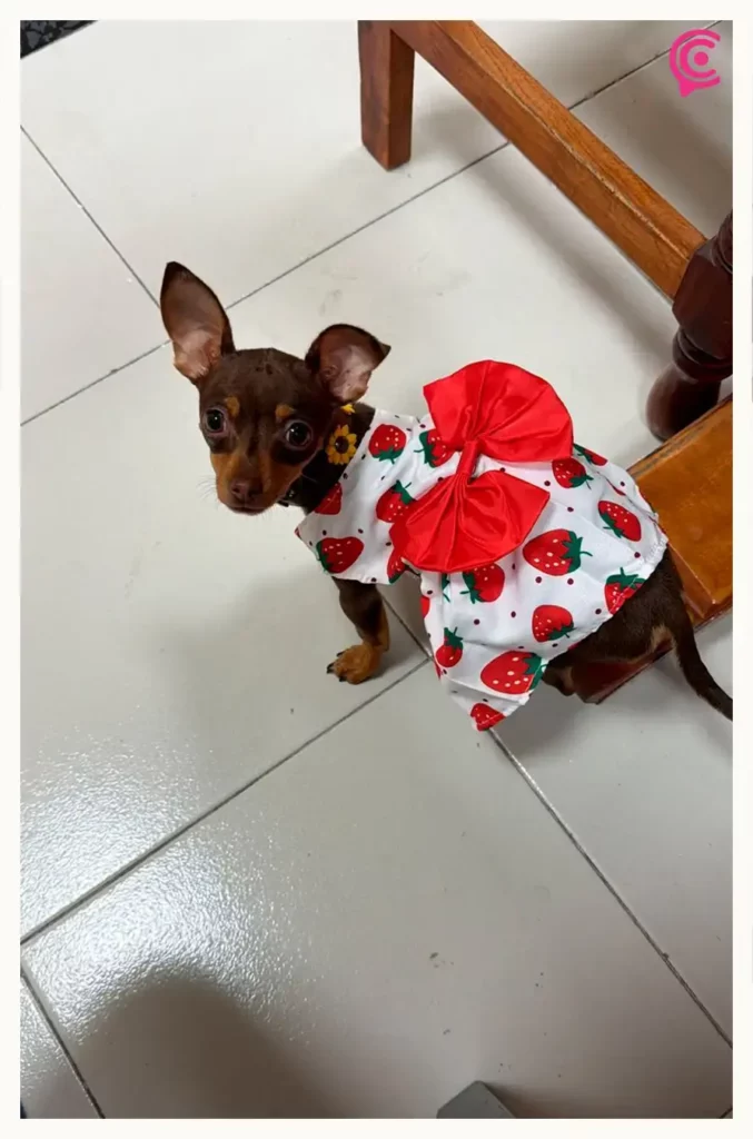 Dueña de Moka recibe llamadas de extorsión tras desaparición de su chihuahua en Puebla