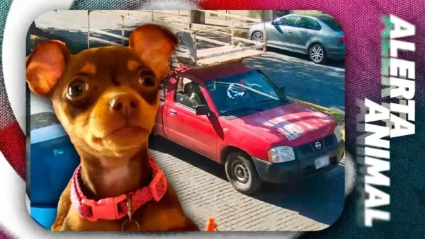 Dueña de Moka recibe llamadas de extorsión tras desaparición de su chihuahua en Puebla